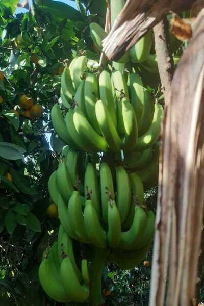 bahcemdenonline DALINDAN YEŞİL DOĞAL ANAMUR MUZU 3 KG