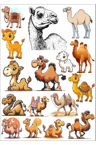 Reysa Tasarım مجموعة ملصقات الجمل - 3 قطع
