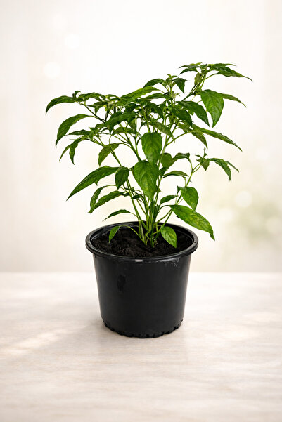 Generic Green Chili Plant 20-30 CM