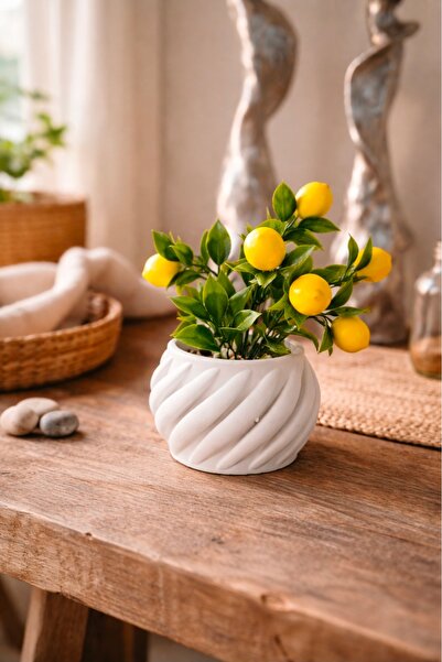 Dekor Limon Ağacı ve beton saksı