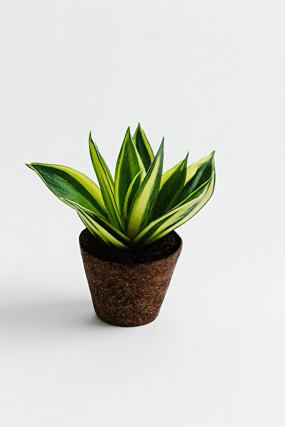 Generic Sanseveria Hahni