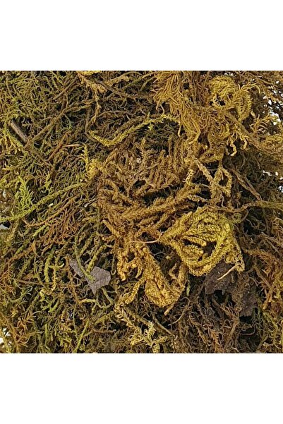 Natural Seaweed Brown 10g