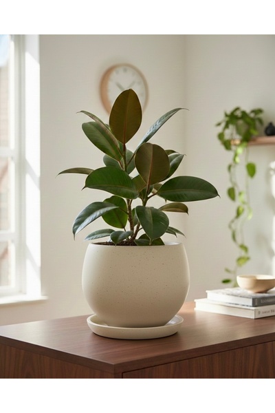 Harmony Büyük Boy Beton Dekoratif Saksı