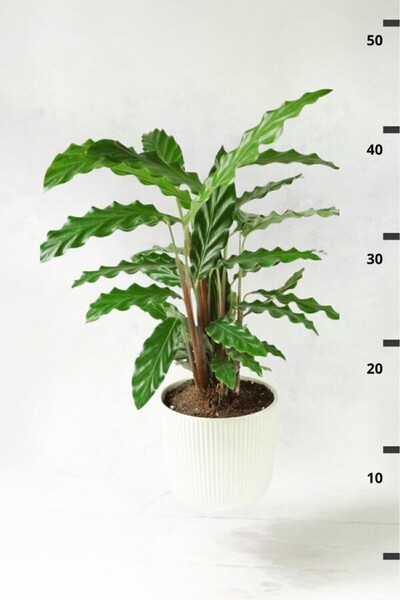 Mimoza Calathea Rufibarba Wavestar Kalatya Dua Çiçeği Canlı Salon Bitkisi 20 ...