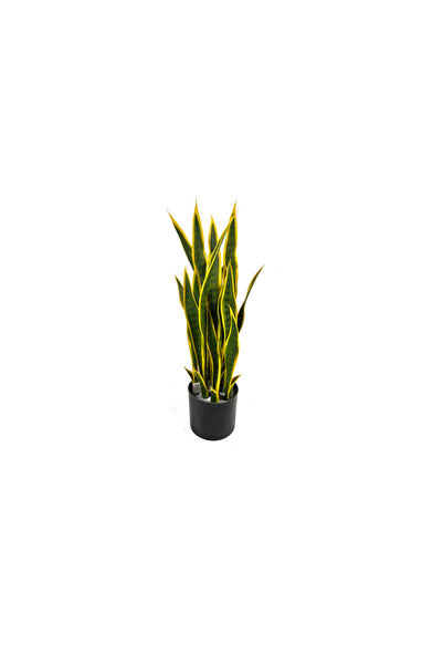 OEM Sansevieria trifasciata Almost 80cm