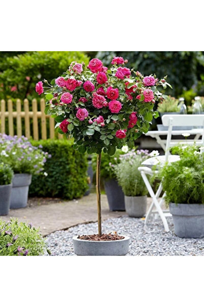 FidanVadisi Pembe Renkli Baston Gül Fidanı (2 Yaşında 80-120 cm)