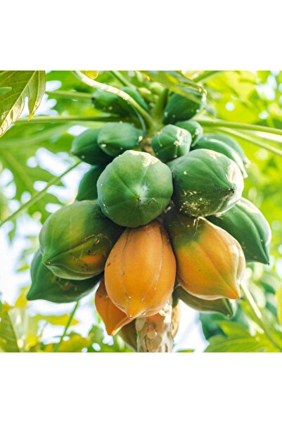 FidanVadisi Papaya Fidanı