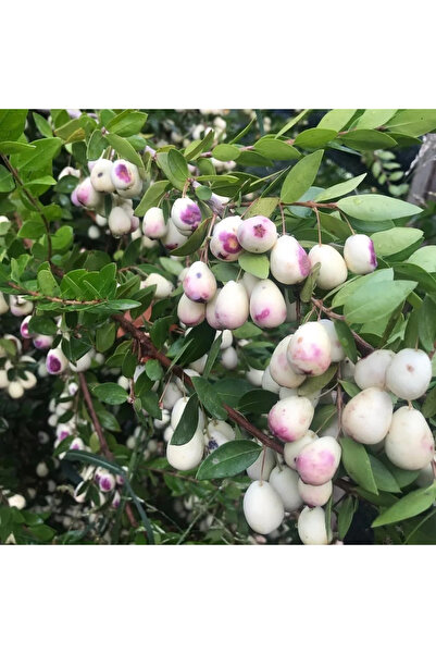 FidanVadisi Murt Fidanı (3 Yaşında 30-50 cm)