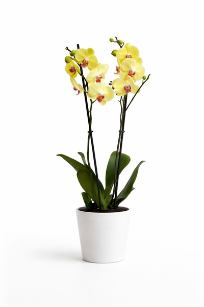 Tomurcuk Trend Golden Sun Phalaenopsis Orkide – Canlı Sarı Çiçekli