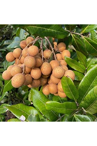 FidanVadisi Longan (Ejder Gözü) Fidanı (1 Yaşında 20-40 cm)