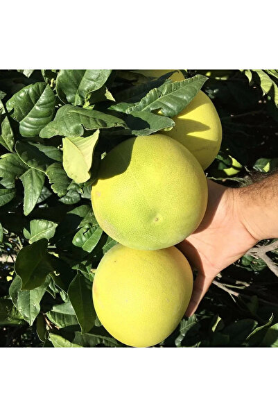 FidanVadisi Ağaç Kavunu (Pomelo) Fidanı (4 Yaşında 130-150 cm)