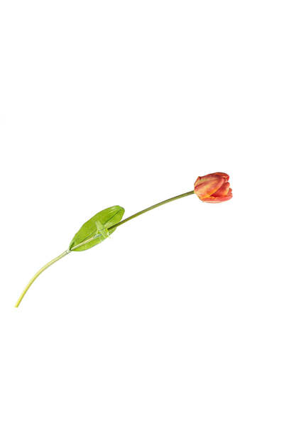 YASAR CONCEPT Tulipa Yapay Lale Çiçek Turuncu
