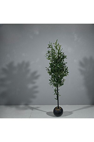 DEC5 شجره زيتون ديكوريه بارتفاع مثالى 170سم