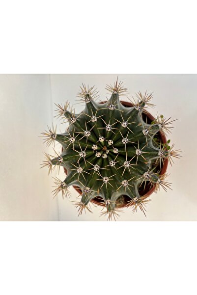 Şenay'ın Kaktüs Dünyası Büyük boy kaktüs