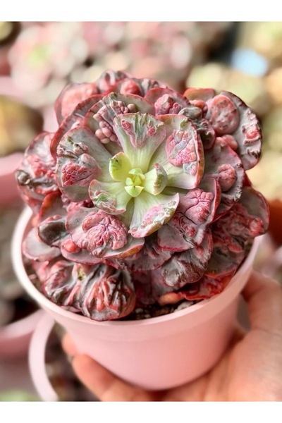 Mialys Sukulent ‘Beyonce Rainbow Variegated’ - 12 cm Aranjman Saksıda Koleksi...