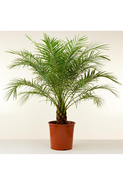 AnkaBahçe Palmiye Fidanı, Robellini Palmiyesi, cüce feniks Tüplü