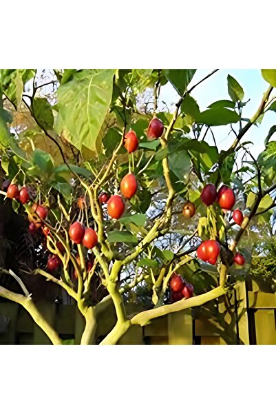 Ankafidan Tamarillo (DOMATES AĞACI) 100-140 Cm Meyve verme durumunda
