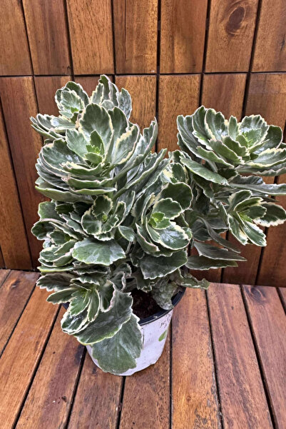 NO BRAND The natural plant Kalanchoe Variegata