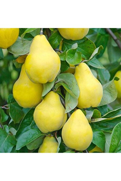 ASES 3 YAŞ TÜPLÜ EŞME AYVA FİDANI BOY 150-180 CM