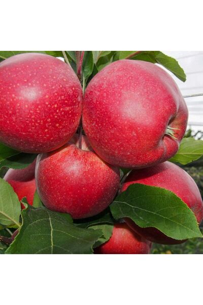 AFYONDOĞAPEYZAJ AŞILI SERTİFİKALI ROSE GLOW KIRMIZI ELMA FİDANI AÇIK KÖK