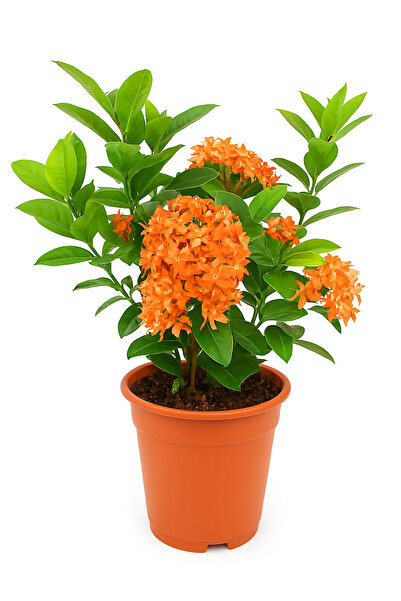 Generic إكسورا كوكسينيا 25-30 سم