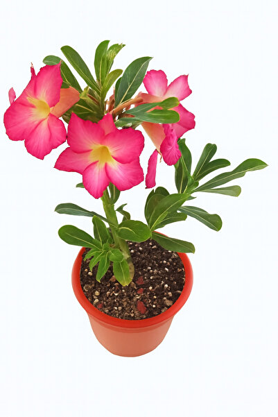 Generic أدينيوم أوبيسوم أو وردة الصحراء 30-40 سم