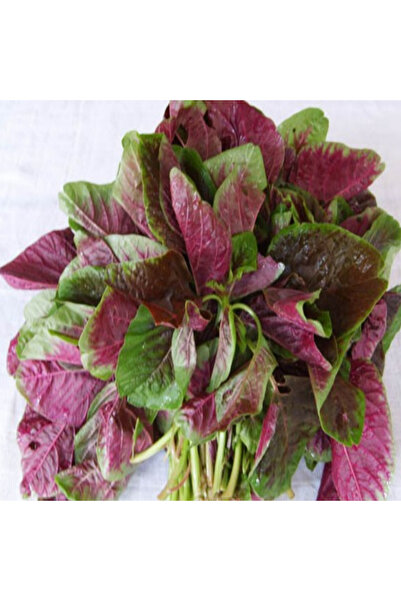 TohumBul Ata Tohum Geleneksel Şifa Deposu Kırmızı Amarant Sebzesi Tohumu(50 t...