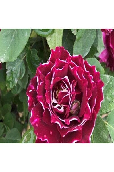 Koleksiyonluk Kokulu Clove Rose Karanfil Yediveren Sarmaşık Gül Fidanı