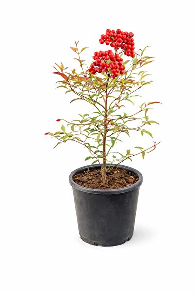 Lotus Botanik Boylu Nandina Çalısı - Cennet Bambusu (Nandina domestica) 40–50...