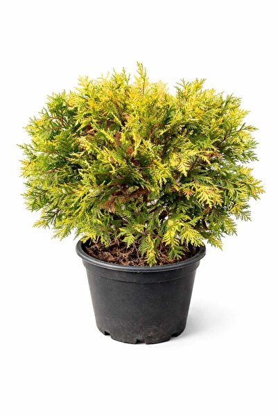 Lotus Botanik Sunkist Top Mazı - Sunkist Çamı - Canlı Bitki (Thuja occidental...