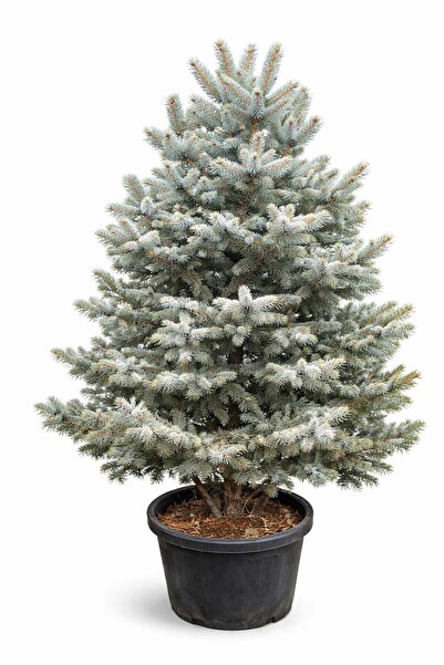 Lotus Botanik Mavi Ladin Canlı Bitki (Picea pungens) | Boy 150 cm
