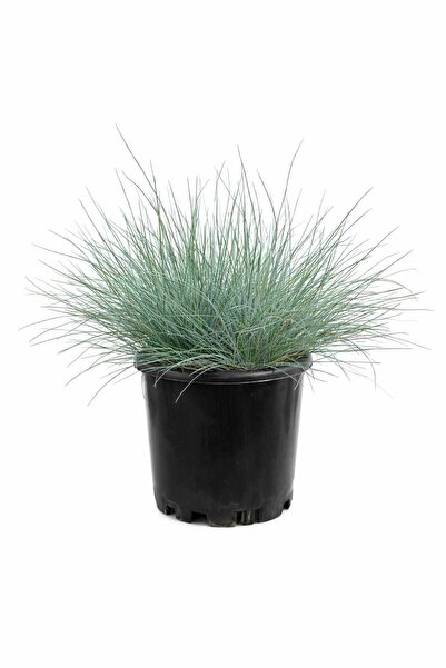 Lotus Botanik Mavi Çim (Festuca glauca) – Saksıda Canlı Bitki – Çap: 15–20 cm