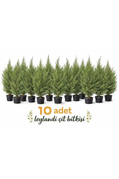 Lotus Botanik Leylandi Çamı Çit Bitkisi - Canlı Bitki 10 ADET (Cupressocypari...
