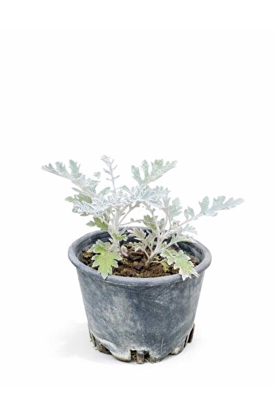 Lotus Botanik Kül Çalısı (Cineraria maritima) – Saksıda Canlı Bitki – 20-25 cm