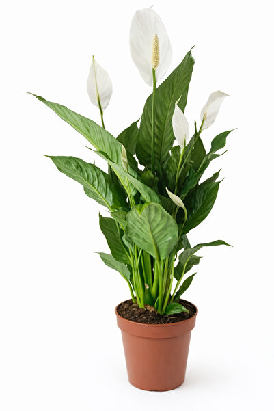Generic نبات زنبق السلام (Spathiphyllum) 40-45 سم