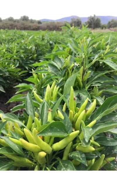 Sümer Tohum 20 Adet Yerli Doğal Süs Biber Tohumu