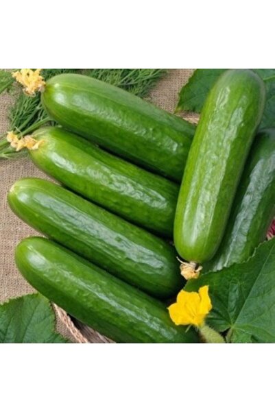 Sümer Tohum 10 Adet Yerli Doğal Köy Salatalığı Tohumu