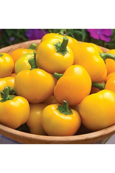 Sümer Tohum 20 Adet Yerli Doğal Misket Biber Tohumu