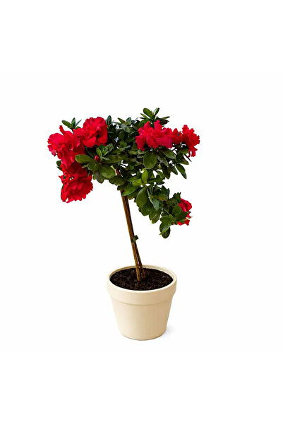 Ernaz Bitki Dünyası Baston Açelya - Açelya Tjli | Kırmızı