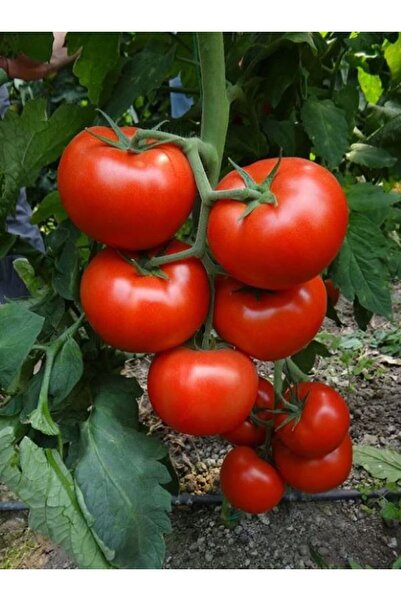 Sümer Tohum 20 Adet Yerli Doğal Erkenci Domates Tohumu