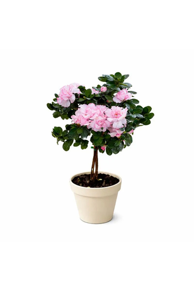 Ernaz Bitki Dünyası Baston Açelya - Açelya Tijli | Açık Pembe | 40-50 cm boy|...