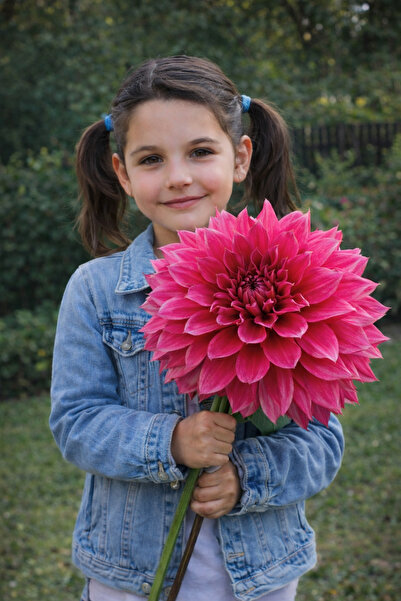 Bulbi și Plante DALIE URIAȘĂ - 1 BULB