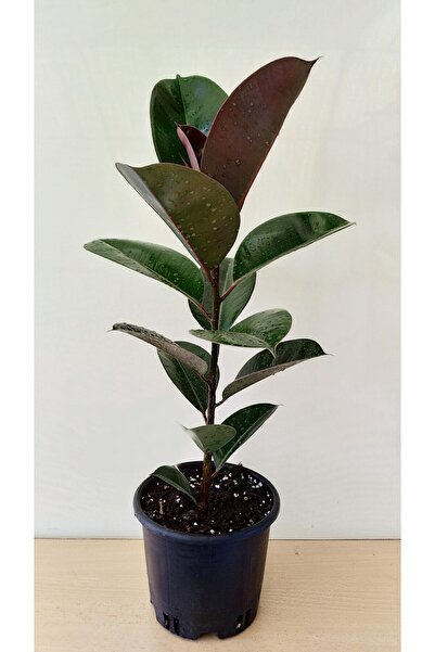 avşar çiçekçilik Tek Gövdeli Kauçuk Canlı Ev Ve Ofis Çiçeği