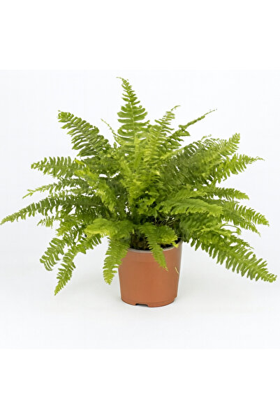 Generic Nephrolepis Overig 30-40 CM