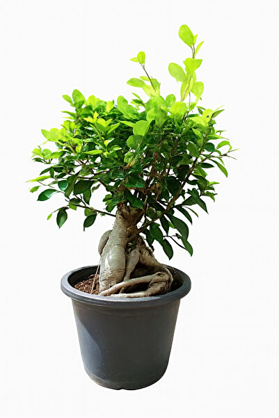 Generic BONSAI | 30-40 CM