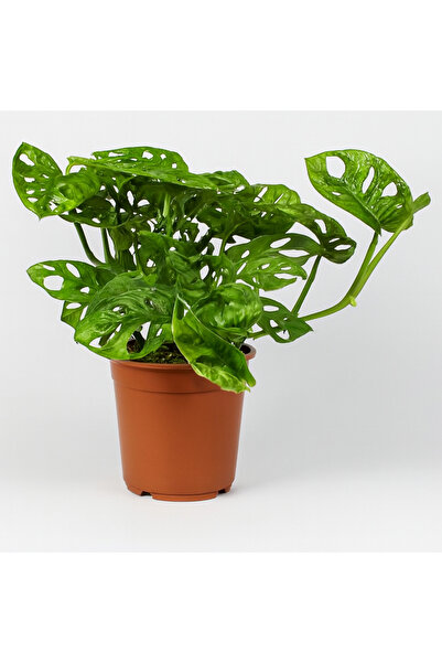 Generic Monstera Monkey Mask 20 to 30 CM