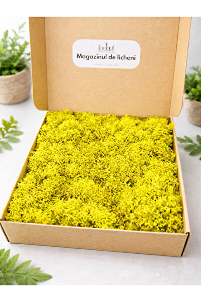 Aero Plant Licheni stabilizați decorativi – cutie 30×30 cm | 200 g