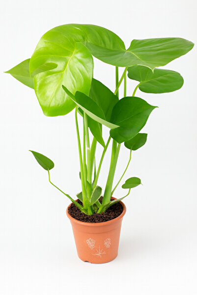 Generic Monstera Deliciosa or Swiss Cheese Split-leaf 90-100 CM