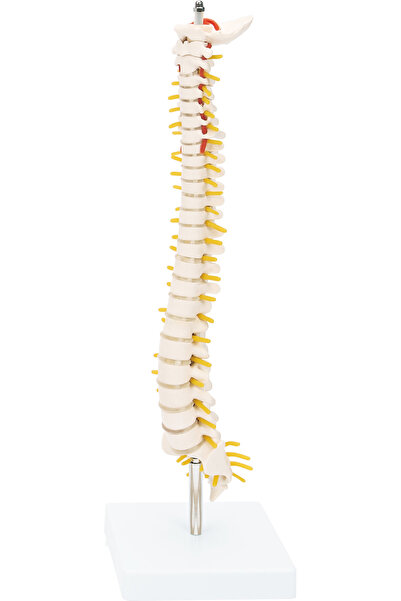 EgeAnatomi Maketleri Yarım Boy Omurga Model (42 cm) - Omurga Maketi