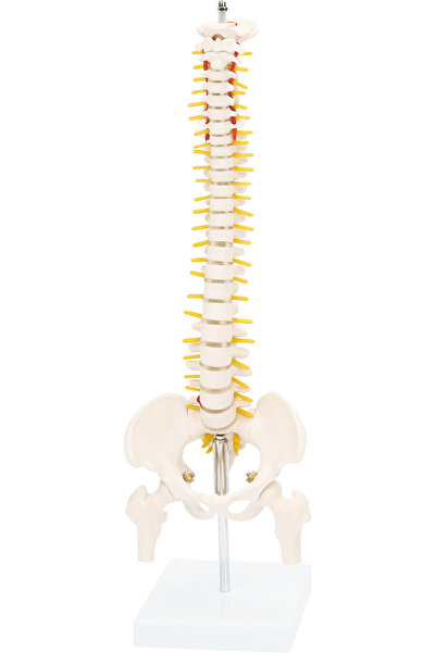 EgeAnatomi Maketleri Yarım Boy Omurga Maketi, Pelvis ve Femur Başlarıyla Birl...